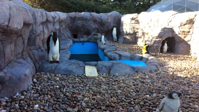 Penguin enclosure