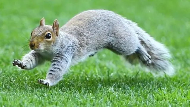 Squirrel