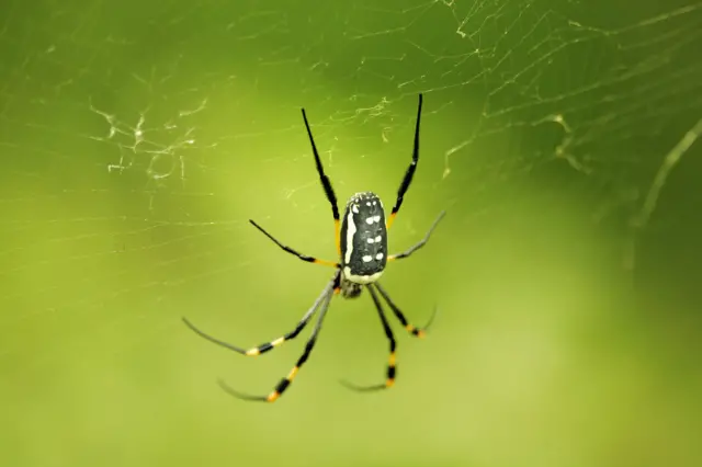 A banded legged golden orb spider works on its web on March 20, 2009 in Kruger Nartional Park near Hazyview, Mpumalanga, South Africa