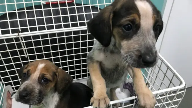 Puppies