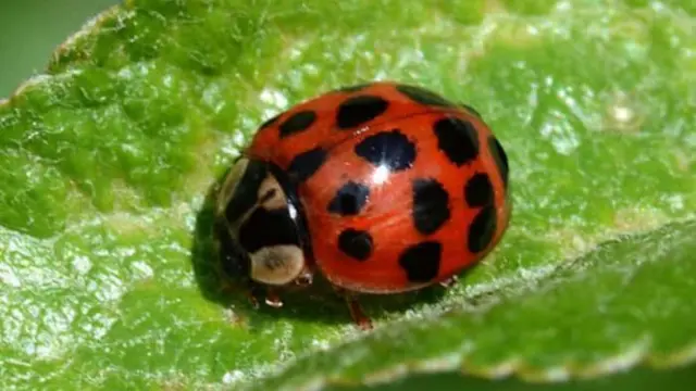 Ladybirds