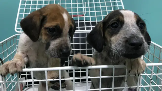 Puppies