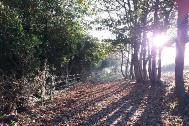 Trees in Mottistone, Isle of Wight