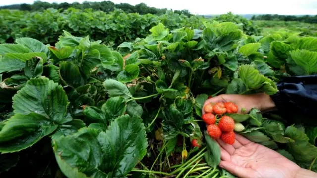 Strawberries in a field