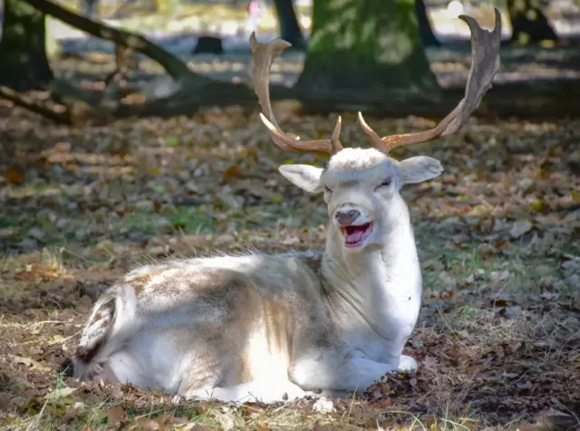 "Smiling" stag in Hampshire