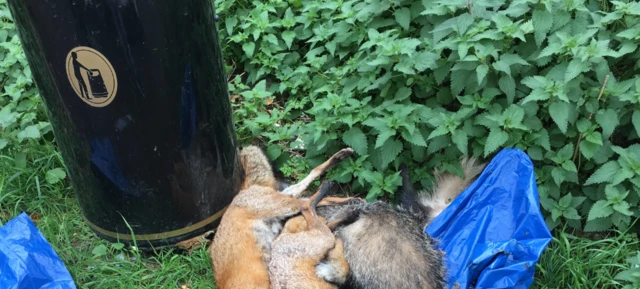 Dumped foxes and badgers