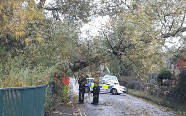 A fallen tree in Gargrave