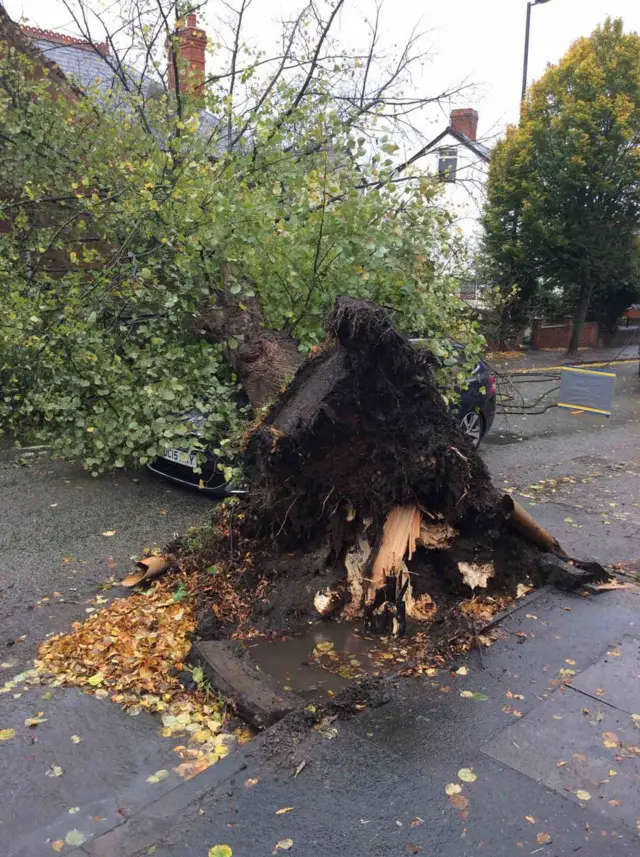 Fallen tree