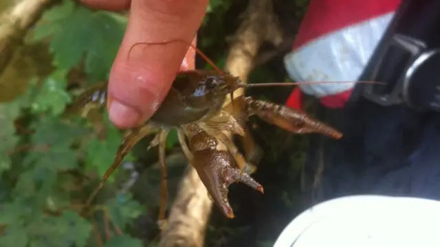 A white-clawed crayfish