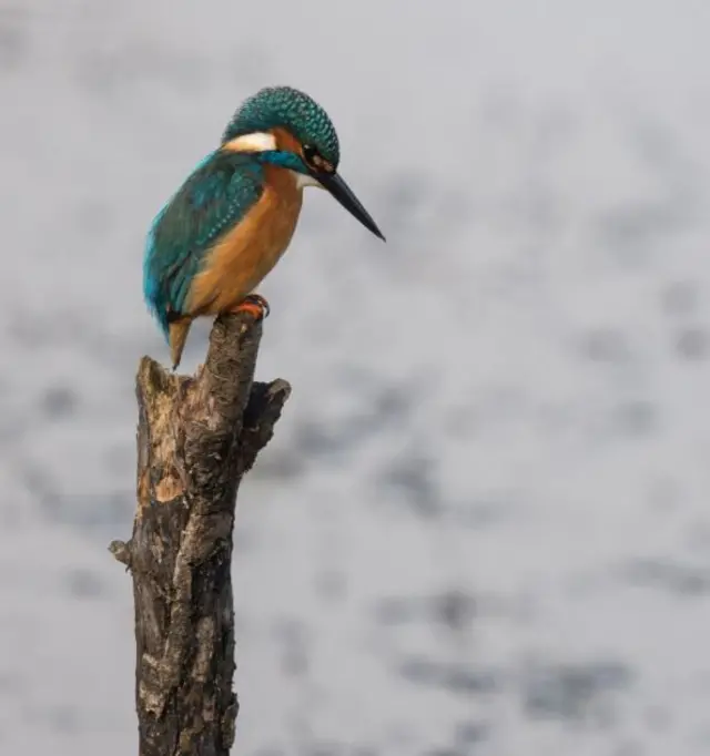 Kingfisher at Blashford Lakes