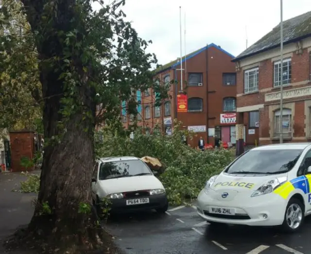 Fallen tree