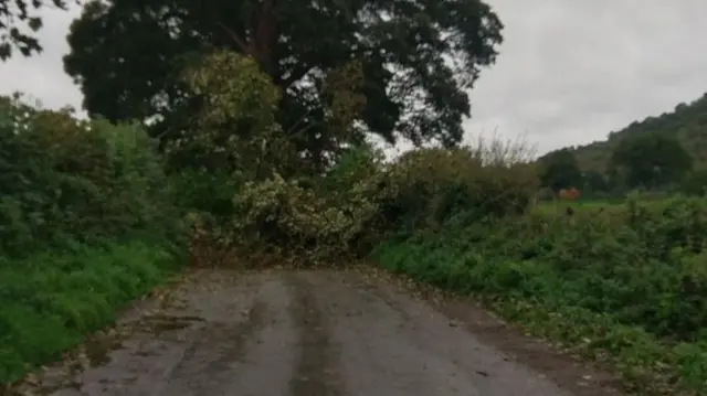 Tree down on Stone House Lane