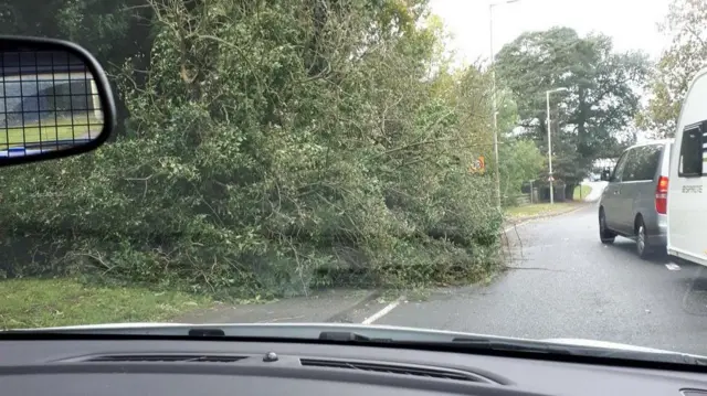 Tree on A53 at Shawbury.