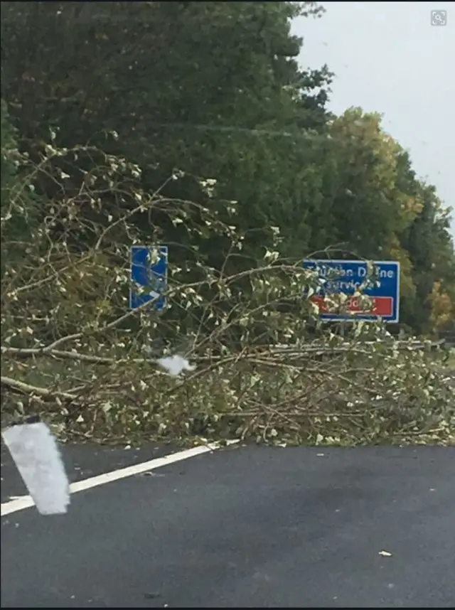 Tree on M5