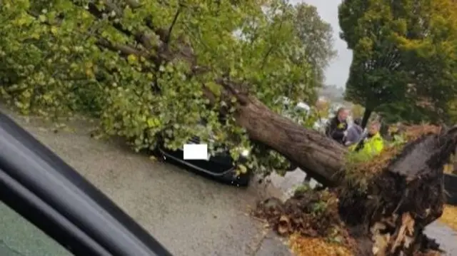 Tree down on Bargates