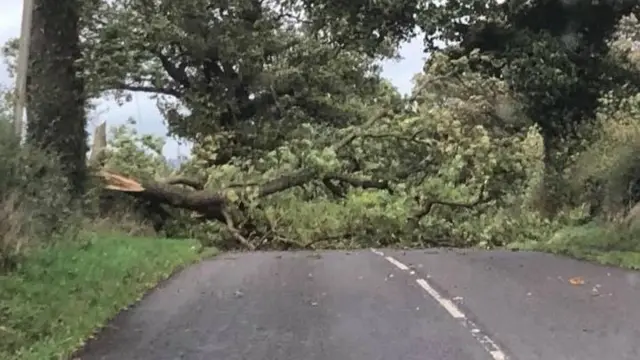 Tree down