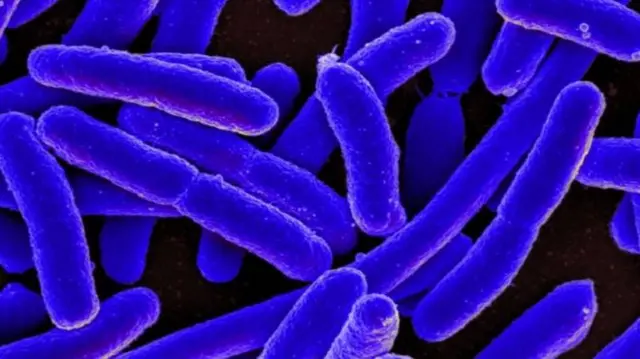 E.coli