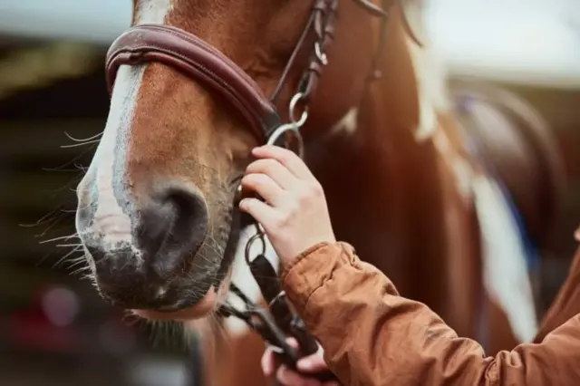 A horse with its owner holding the reins