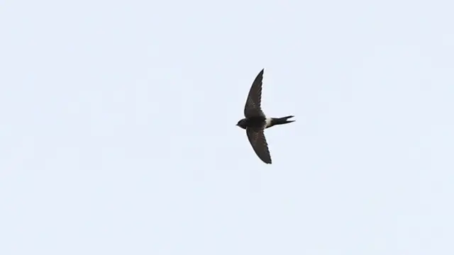 Swift in flight