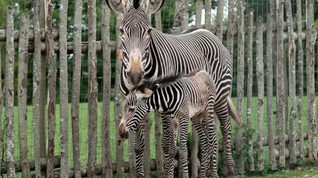 baby zebra