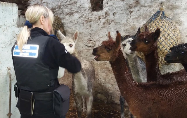 PCSO Naylor feeding alpacas