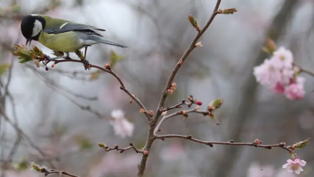 A bird on a tree in spring