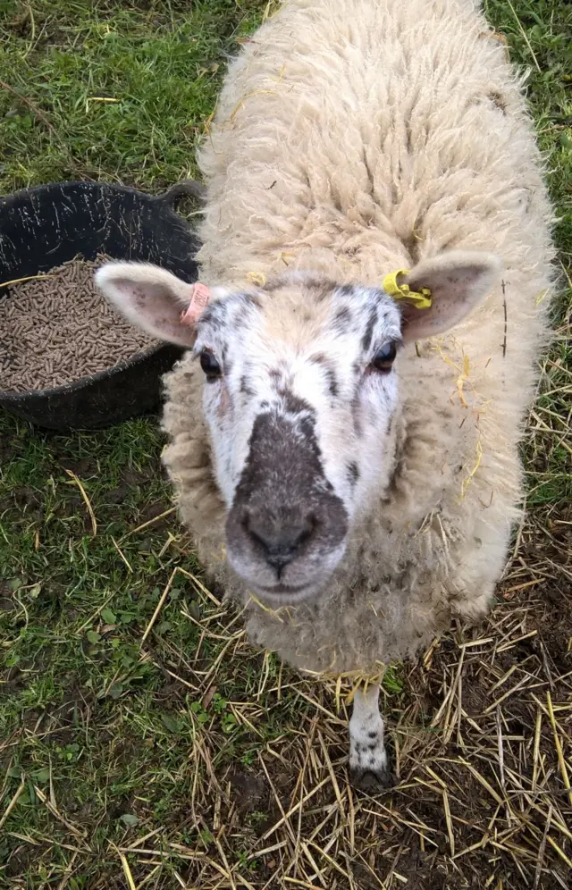 George the sheep