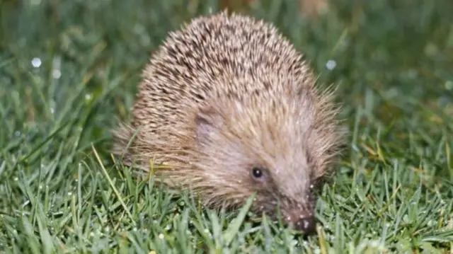 Hedgehog