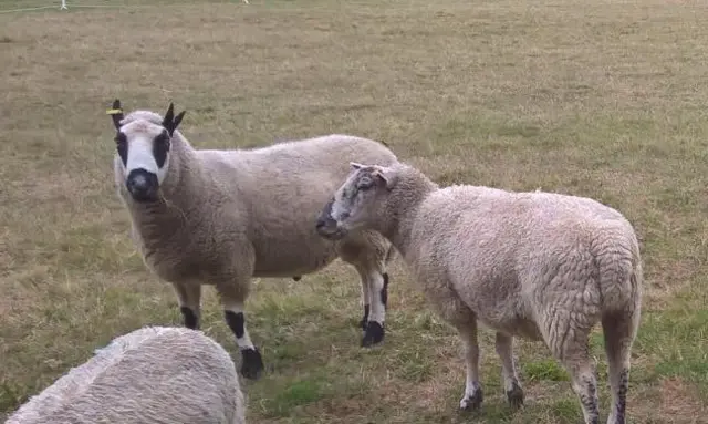 sheep