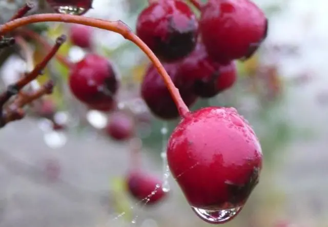 Autumn berries in Littleworth