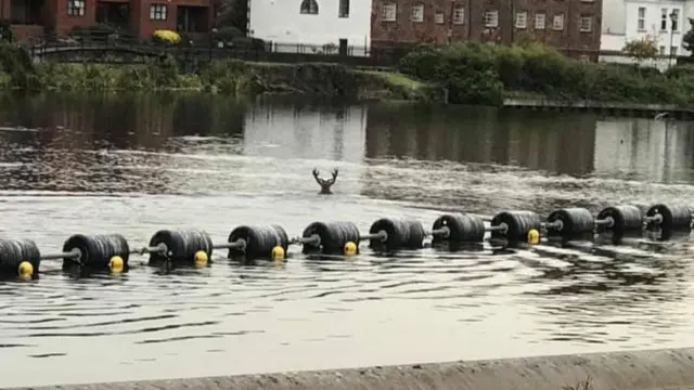 Stag