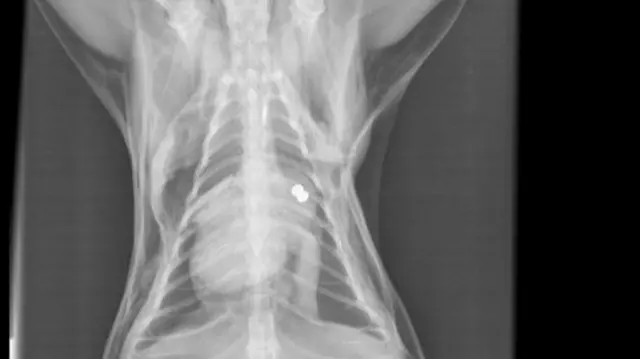 Cat x-ray