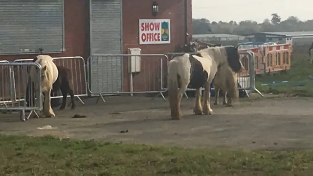 Horses on Leicestershire County Showground