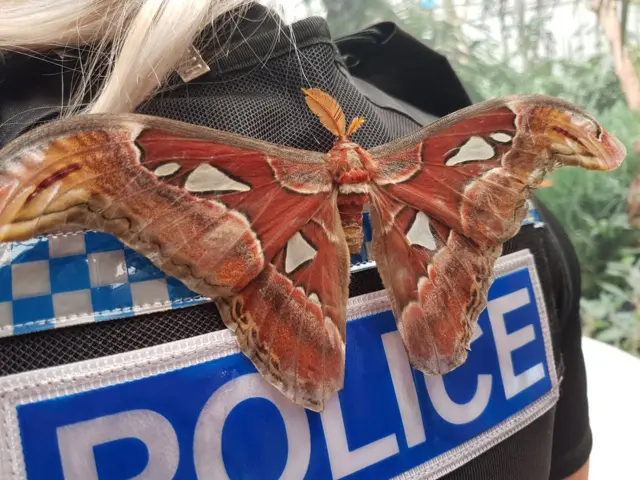 Police officer with moth