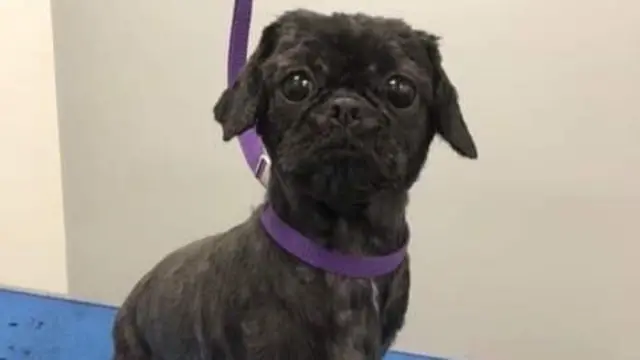 Abandoned dog after groom