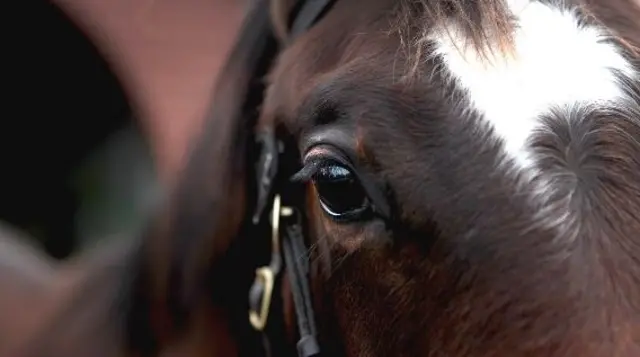 Horse up close