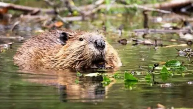 Beaver