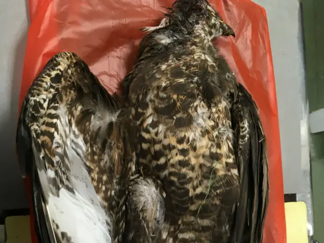 Dead buzzard