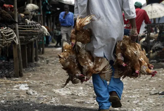 Man holding chickens