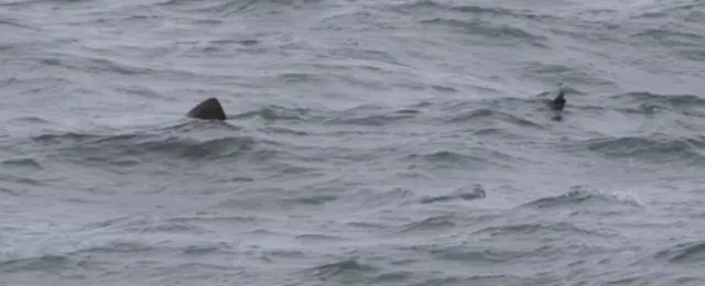 Basking shark