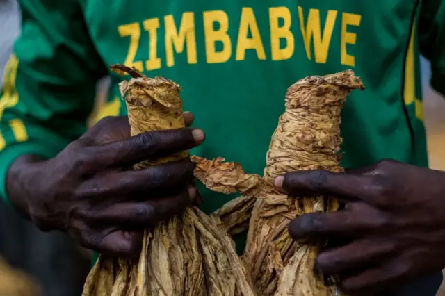 A farmer holds his tobacco leaf during the official opening of the tobacco selling season at Boka Tobacco Auction Floors in Harare on March 15, 2017.