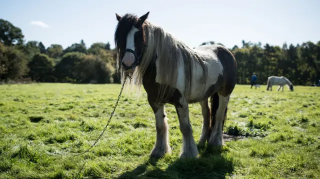 Horse at horse fair