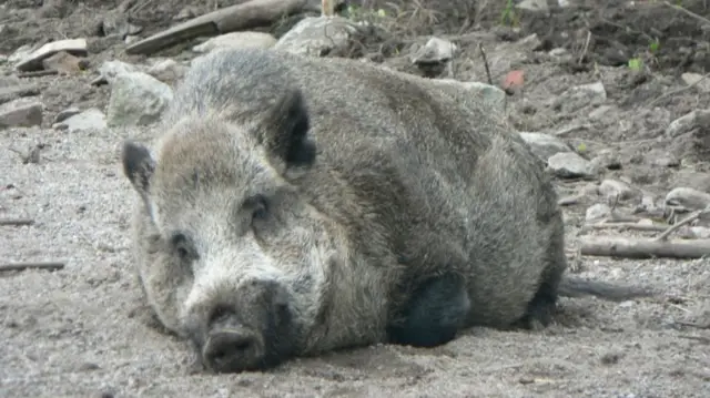 A wild boar asleep