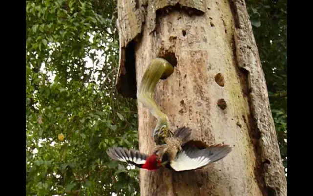 the moment a female woodpecker tried to defend her nest from a mammoth three-metre snake.