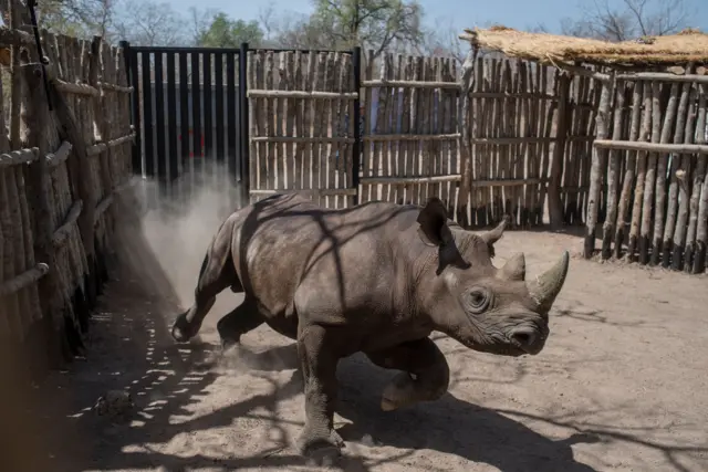 A black rhino runs around in a holding pen in Zakouma National Park on May 4, 2018.