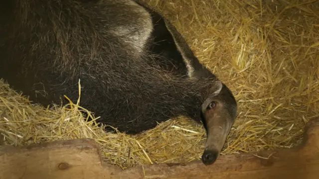 The anteater posing in bed