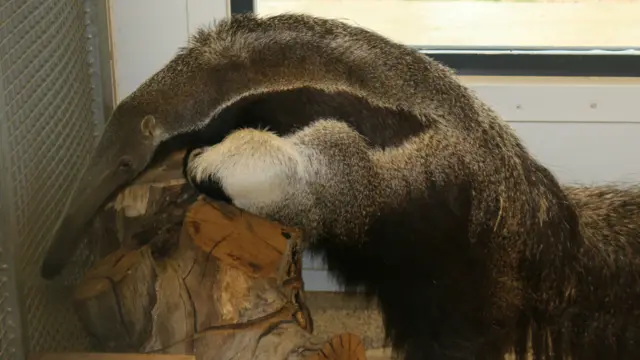 The anteater climbing on a log