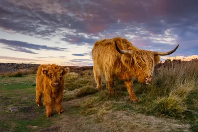 Curbar cattle