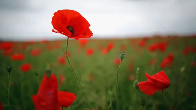 Poppy field