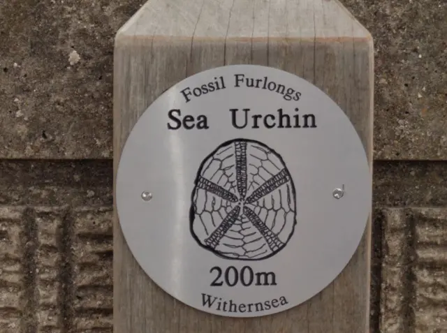 Withernsea fossil trail